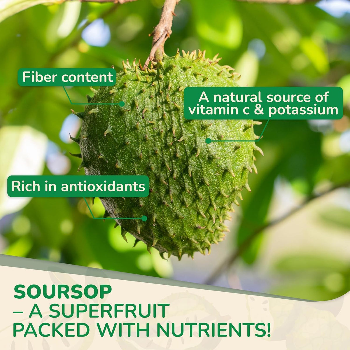 Biolore Soursop Graviola Gummies — 30-Day Supply, Sugar-Free, Vegan - Calm Era