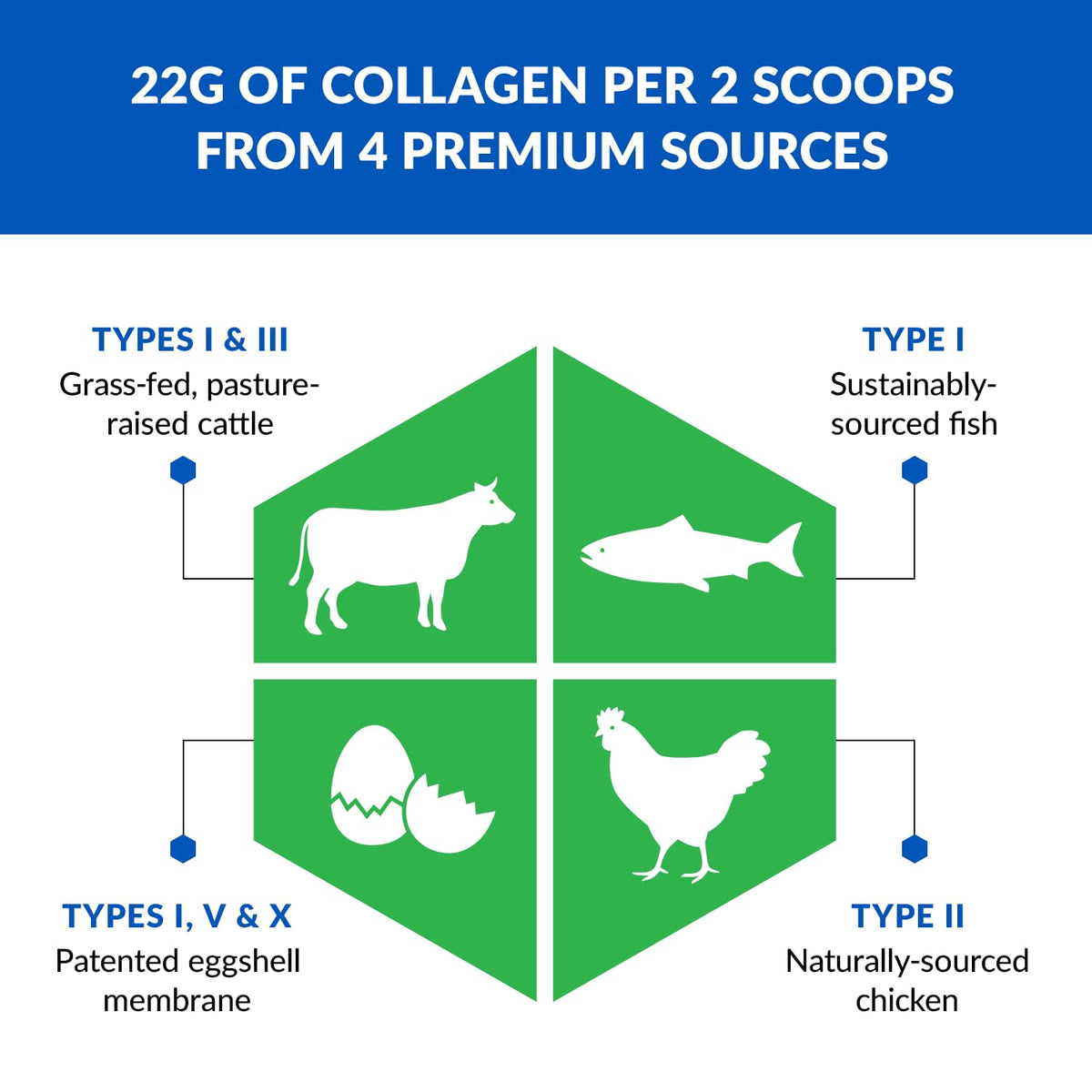 BioTrust Ageless Multi Collagen Peptides – 5 Types I II III V X | Unflavored | 2-Pack