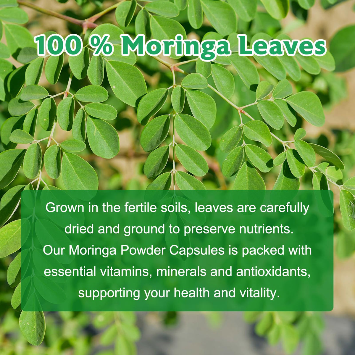 Balincer Cápsulas de Moringa en Polvo 800mg | 240 Cápsulas Veganas