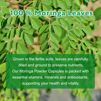 Balincer Cápsulas de Moringa en Polvo 800mg | 240 Cápsulas Veganas