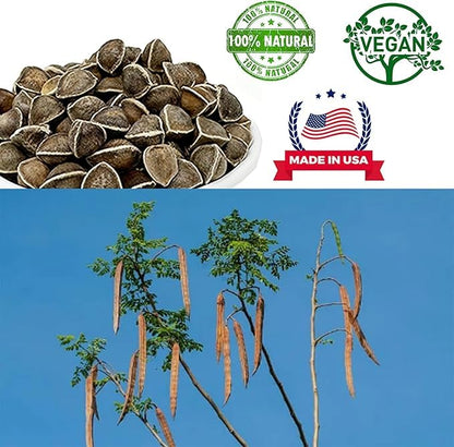 Premium Moringa Oleifera Seeds from India 8oz | 100% Natural Superfood