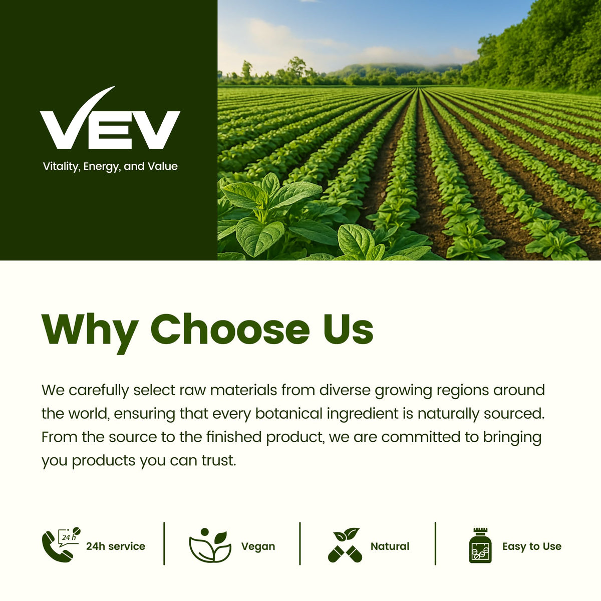 VEV Oil of Oregano 300mg with Black Seed Oil & Moringa | 150-Day Supply